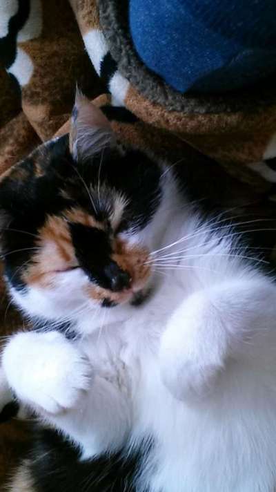 Hundebilder-Beitrag-Bild