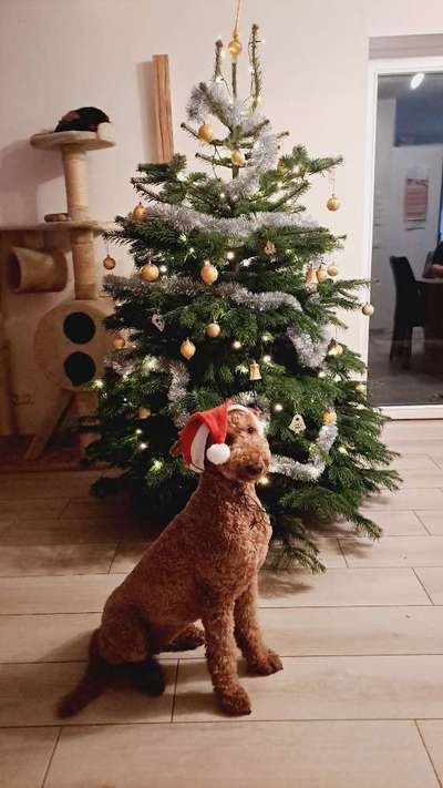 Fotochallenge 111: Endlich! Morgen kommt der Nikolaus..-Beitrag-Bild