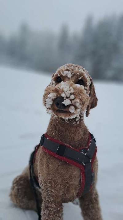 Dogorama Photo Challenge - Winterstimmung-Beitrag-Bild