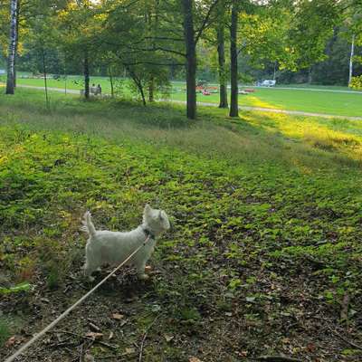 Hundetreffen-Gassi bei jedem Wetter 😇-Bild