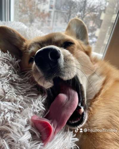 Dogorama Photo Challenge - Frühjahrsmüdigkeit-Beitrag-Bild