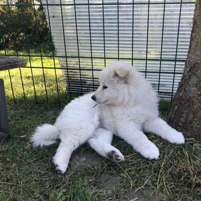 Hundetreffen-Welpentreff in Bochum