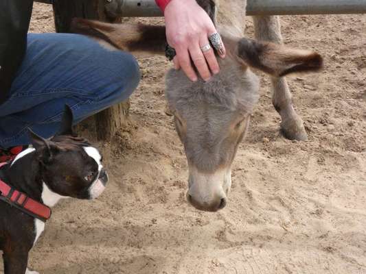 54. Handy Foto Challenge - Zoo Besuch-Beitrag-Bild