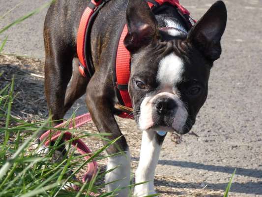 Die Dogorama Kalender Challenge Titelbild-Beitrag-Bild