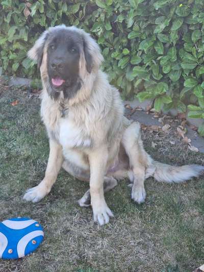 Zeigt her eure Kolosse!-Beitrag-Bild