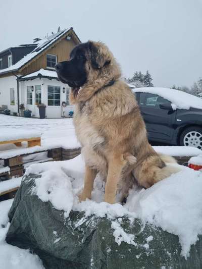 Leonberger-Beitrag-Bild