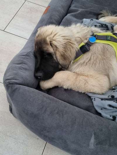 FOTO-Challenge  NR. 91: Die pure Entspannung-Beitrag-Bild