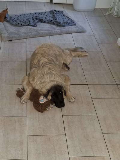 Leonberger-Beitrag-Bild