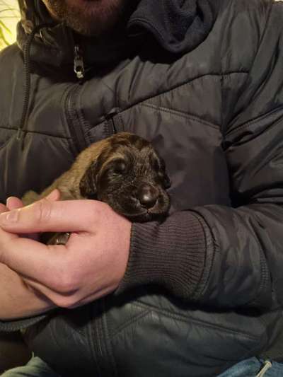 Das erste Bild eures Hundes-Beitrag-Bild