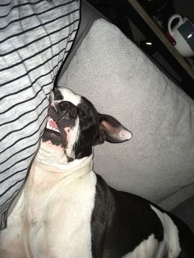 Zeigt eure verrücktesten Hundebilder-Beitrag-Bild