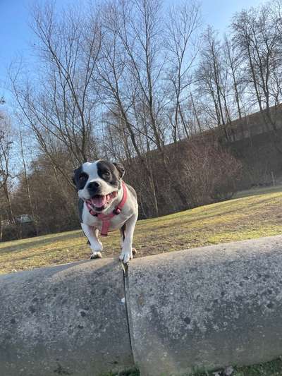 Hundetreffen-Spielrunden-Bild