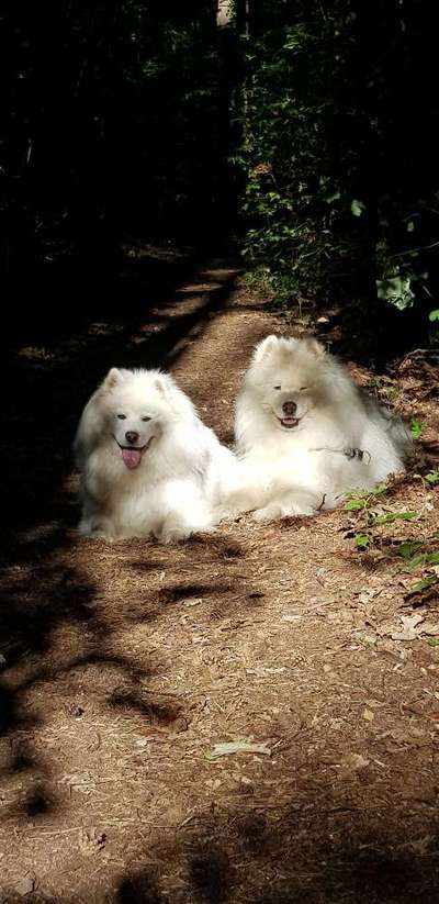 Samojede Besitzer-Beitrag-Bild