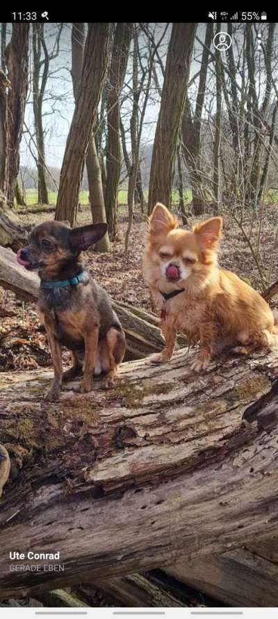 Fotochallenge Nr. 59 - Mein Hund zeigt die Zunge-Beitrag-Bild