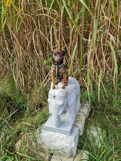 Fotochallenge Nr. 59 - Mein Hund zeigt die Zunge-Beitrag-Bild