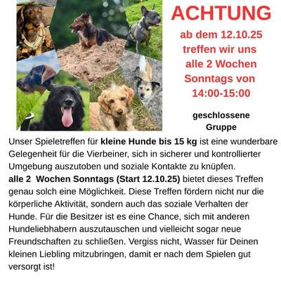Hundetreffen-Hundekontakt sonntags in Lauenbrück bis 15 Kg-Bild