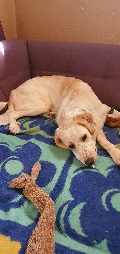 Wo sind die Golden Retriever Liebhaber?-Beitrag-Bild