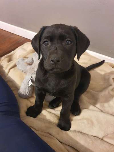 Welpen Bilder !-Beitrag-Bild