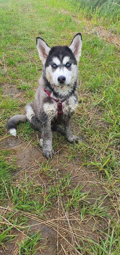 Welpen Bilder !-Beitrag-Bild