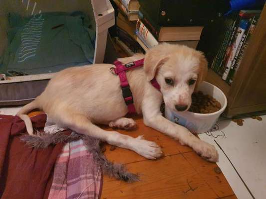 Welpen Bilder !-Beitrag-Bild