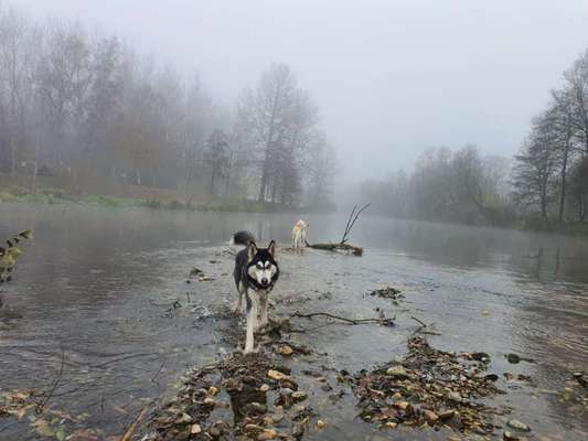 Husky!!!-Beitrag-Bild