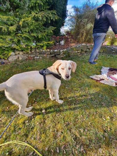 Welpen Bilder !-Beitrag-Bild