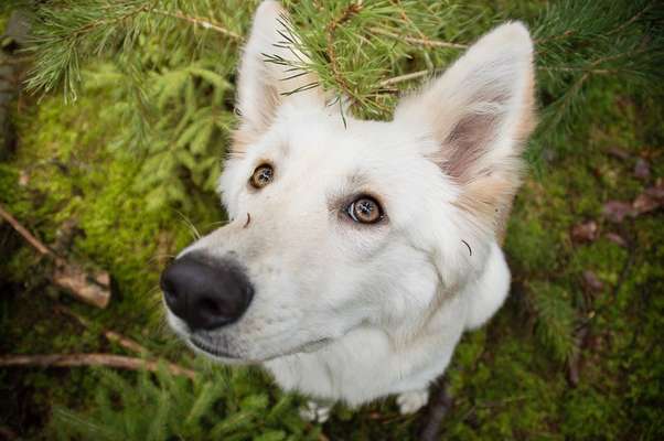 Dogorama Photo Challenge - Hundeblick zum hinschmelzen-Beitrag-Bild