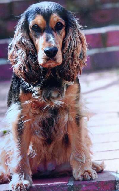Englisch Cocker Spaniel-Beitrag-Bild