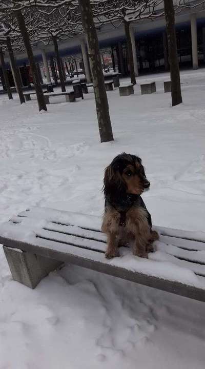 Englisch Cocker Spaniel-Beitrag-Bild