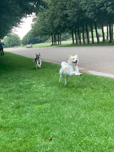 Hundetreffen-Gassi- und Spielpartner-Bild