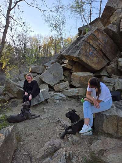 Hundetreffen-Hundebegegnungen üben-Bild