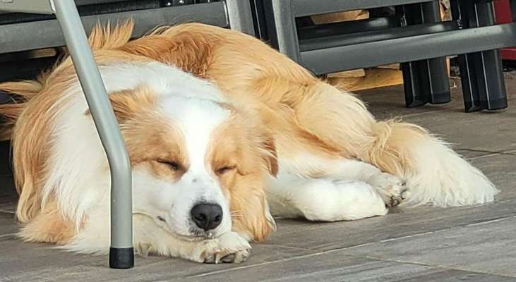 Zeigt mal eure border Collies :)-Beitrag-Bild