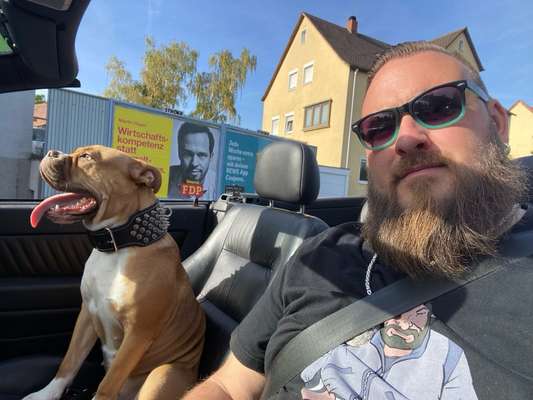 Hundetreffen-Treffen der Bulligen und Molloser artigen-Bild