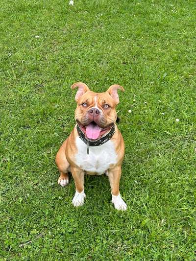 Olde English Bulldogge-Beitrag-Bild