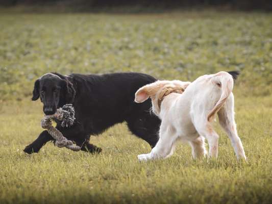 Hundetreffen-Gemeinsamer Spaziergang-Bild