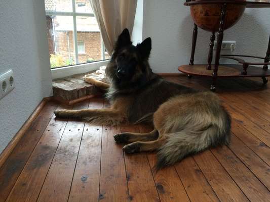 Seltene Rassen!-Beitrag-Bild