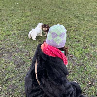 Hundetreffen-Gassirunde/Spieldate gesucht-Bild