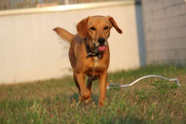 Unsere Fellnasen im Regenbogenland-Beitrag-Bild