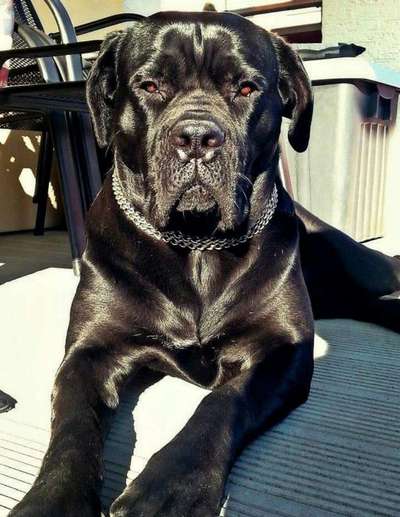 Hunderunde-Beitrag-Bild