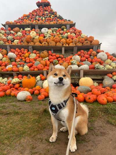 Hundetreffen-Gemeinsame Spaziergänge - Herzogenrath/ Kohlscheid-Bild