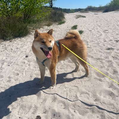 Hundetreffen-Spaziergänge/ Toben oder gemeinsames trainieren - Herzogenrath/ Kohlscheid-Bild