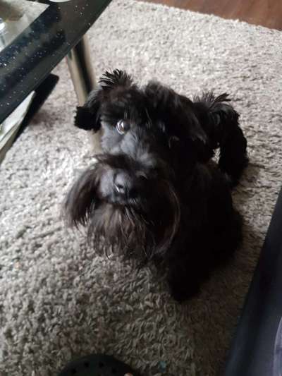 Zwergschnauzer gesucht-Beitrag-Bild