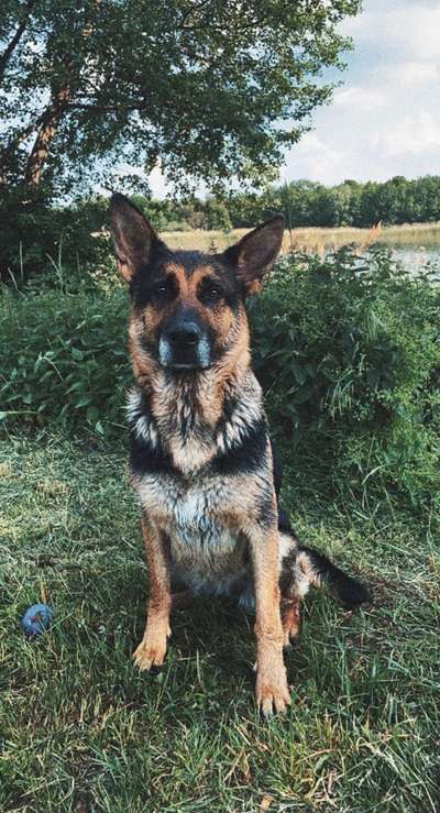 Deutsche Schäferhunde, Belgische Schäferhunde.-Beitrag-Bild