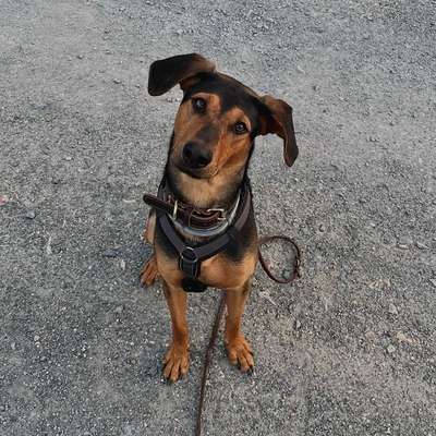 Hundetreffen-Hundekontakt/Spielen-Profilbild