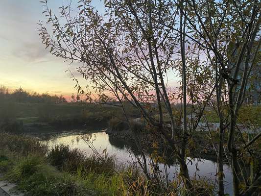 Hundetreffen-Hunderunde am Hafen-Bild