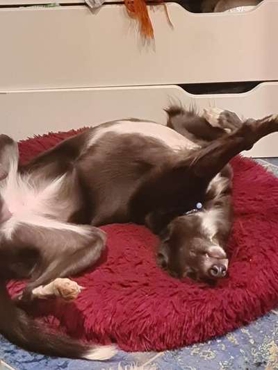 Windhunde - Treffen der besonderen Schönheiten
HERZLICH WILLKOMMEN-Beitrag-Bild