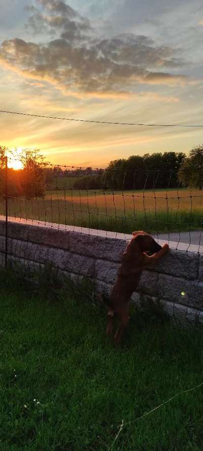 Die Dogorama Monats Challenge "Es grünt und blüht"-Beitrag-Bild