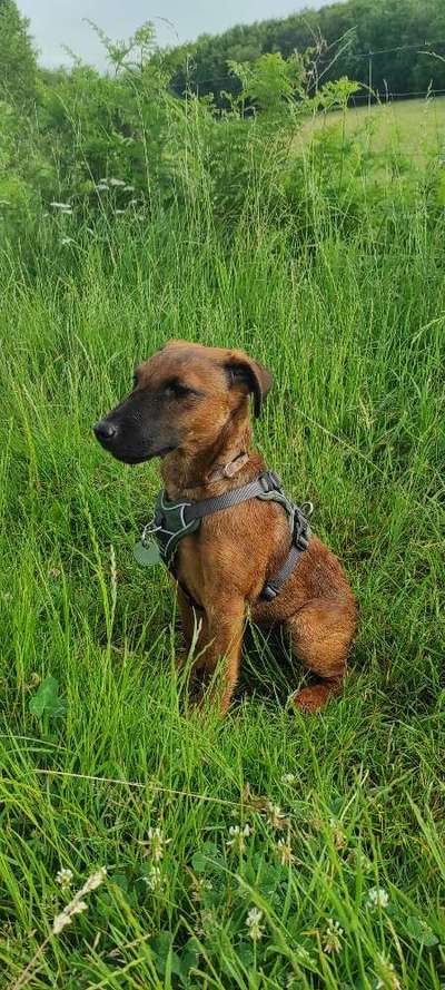 Suche Jagdterrier halter-Beitrag-Bild