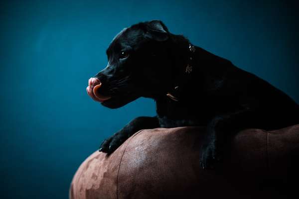 Die Dogorama Kalender Challenge Titelbild-Beitrag-Bild