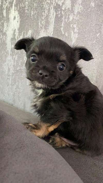 Welpen Bilder !-Beitrag-Bild