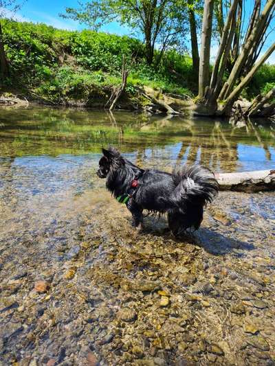 Dogorama-Monats-Challenge-Mai "Wasser"-Beitrag-Bild